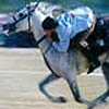 Cirit, A Traditional Turkish Equestrian Sport