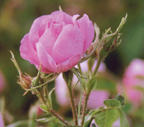 Roses, Isparta Rose