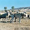 Kangal Shephard Dog