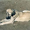 Kangal Shephard Dog