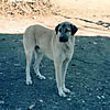 Kangal Shephard Dog