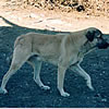 Kangal Shephard Dog