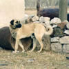 Kangal Shephard Dog