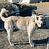 Kangal Shephard Dog