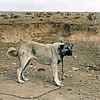 Kangal Shephard Dog