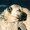 Kangal Shephard Dog