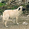 Kangal Shephard Dog