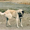 Kangal Shephard Dog