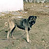 Kangal Shephard Dog