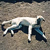 Kangal Shephard Dog