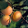 Turkish Apricot
