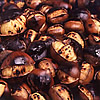 Turkish Chestnut