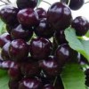 Black Sour Cherry