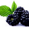 Blackberry