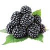 Blackberry