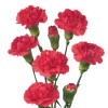 Carnation