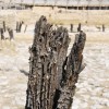 Detail of a stake, the harbor of Theodosius