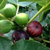 Fig