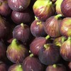 Fig