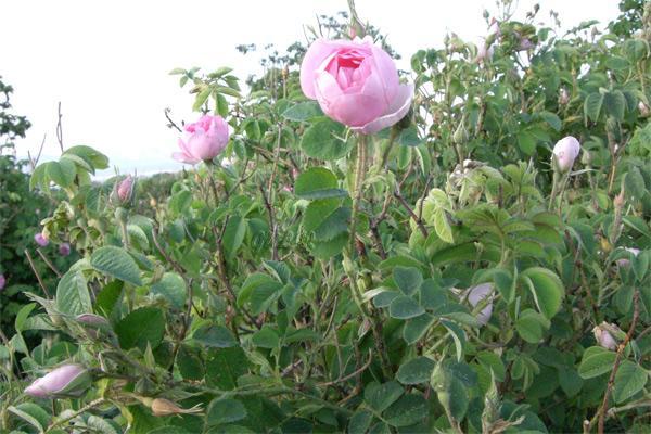 Roses, Isparta Rose
