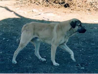 Kangal Shephard Dog