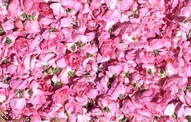 Roses, Rose Petals