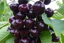 Black Sour Cherry
