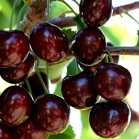 Black Sour Cherry